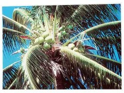 Schwarzwald Mühle Fotopapier DIN A3:100 Bl. Hochglanz-Fotopapier HiQ FastDry Premium A3 -Infactory shop vm5094 1